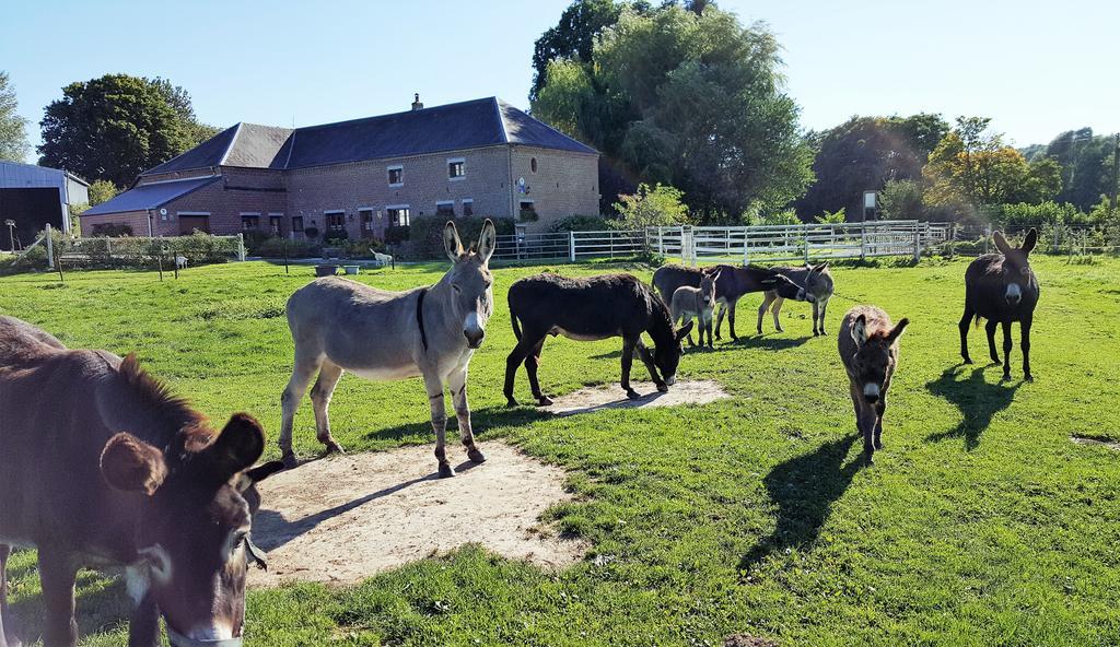 Bed and Breakfast Les Mout'Anes Saint-Hilaire-sur-Helpe Exteriér fotografie