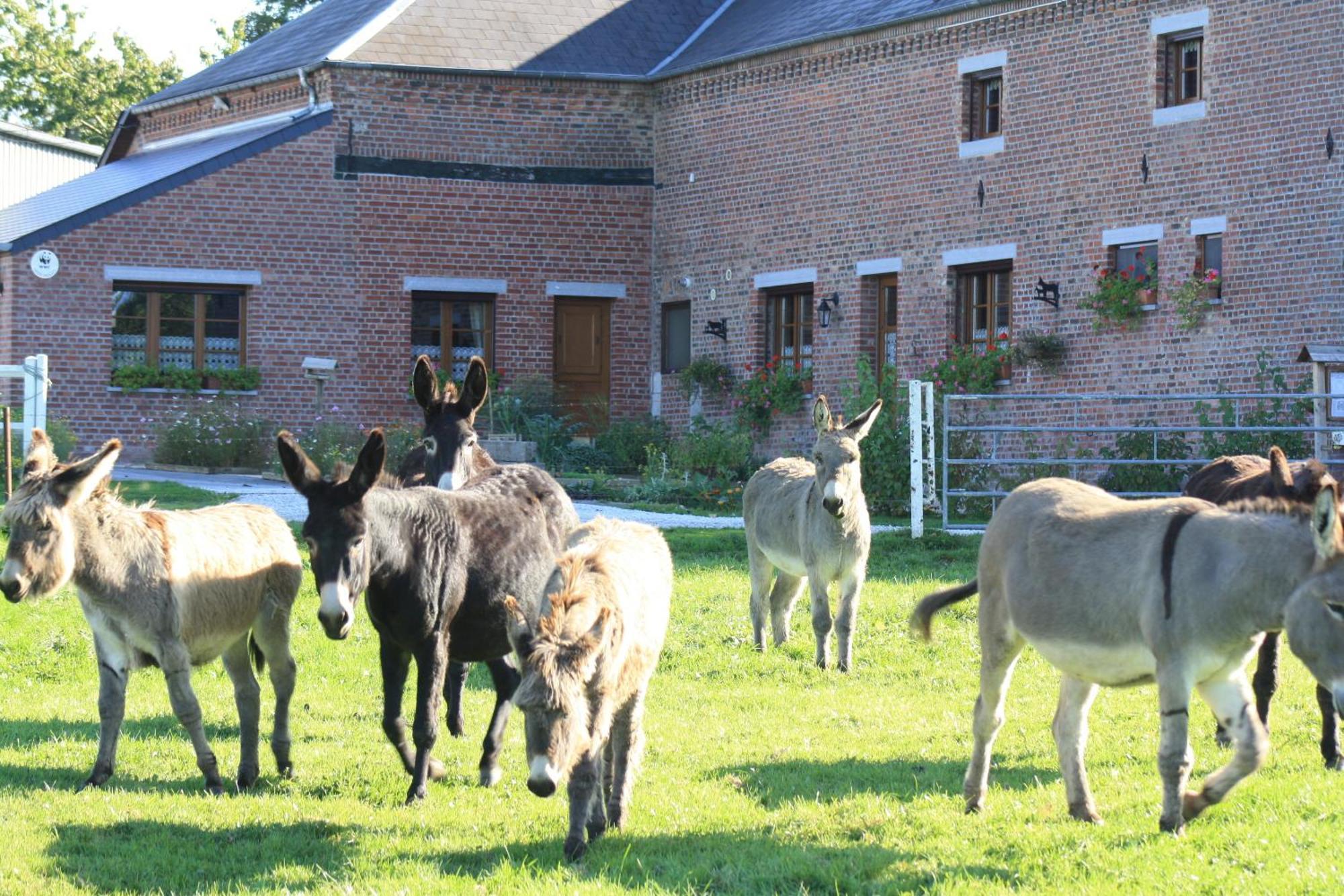 Bed and Breakfast Les Mout'Anes Saint-Hilaire-sur-Helpe Exteriér fotografie
